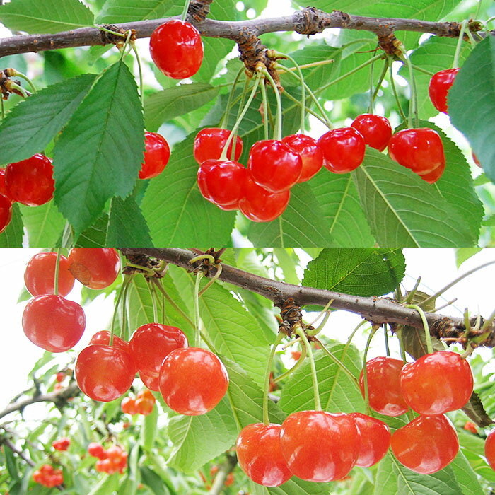 【ふるさと納税】★定期便8回★【6月から毎月届く】山形のフルーツまるごと定期便 【令和8年産先行予約】FS25-637 くだもの 果物 フルーツ 山形 山形県 山形市 お取り寄せ 2026年産 サムネイル2