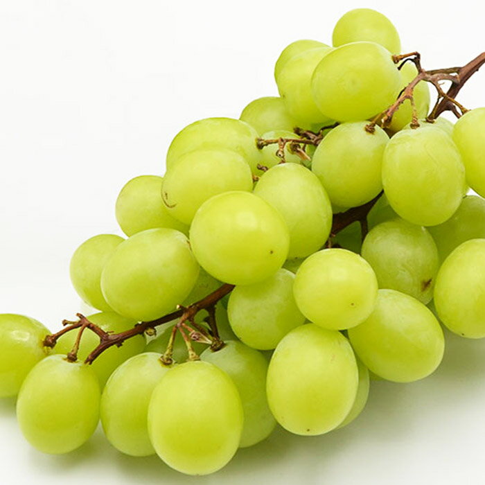 【ふるさと納税】【ご家庭用】山形のシャインマスカット 優品 1房 約500g 【令和7年産先行予約】FS23-647くだもの 果物 フルーツ 山形 山形県 山形市 お取り寄せ 2025年産 サムネイル2