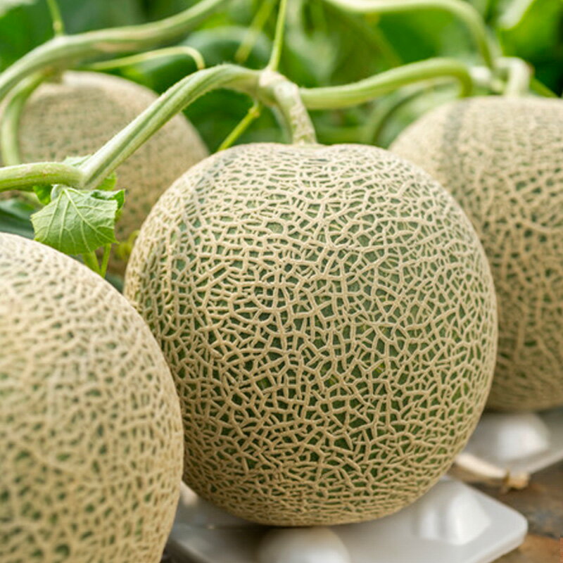 【ふるさと納税】【定期便3回】ノノハナフルーツ やまがた緑の定期便【令和8年産先行予約】 FS24-016 くだもの 果物 フルーツ 山形 山形県 山形市 お取り寄せ 2026年産 サムネイル2