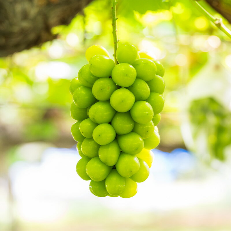 【ふるさと納税】【満足の2〜3房】こだわりのシャインマスカット 約1.2kg 山形市産 (9月中旬〜10月上旬順次発送)【令和8年産先行予約】 FS24-544くだもの 果物 フルーツ 山形 山形県 山形市 お取り寄せ 先行予約 2026年産 サムネイル3
