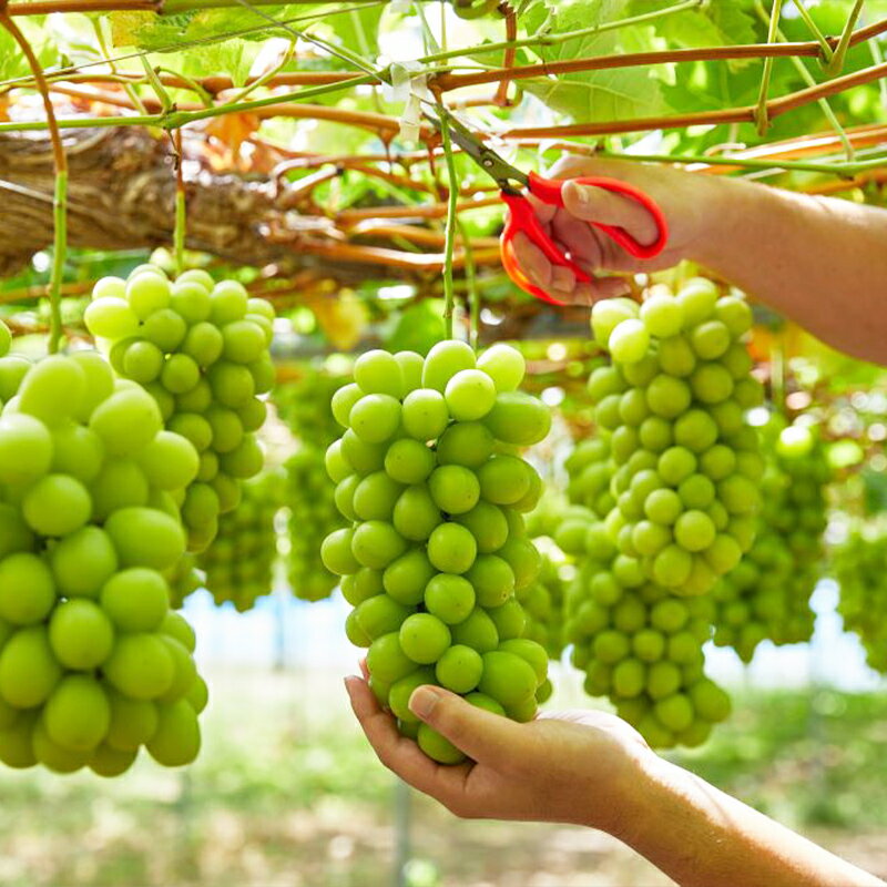 【ふるさと納税】最高級桐箱入り 大粒 シャインマスカット 特秀品 900g以上【令和8年産先行予約】FS24-043くだもの 果物 フルーツ 山形 山形県 山形市 お取り寄せ 先行予約 2026年産 サムネイル3