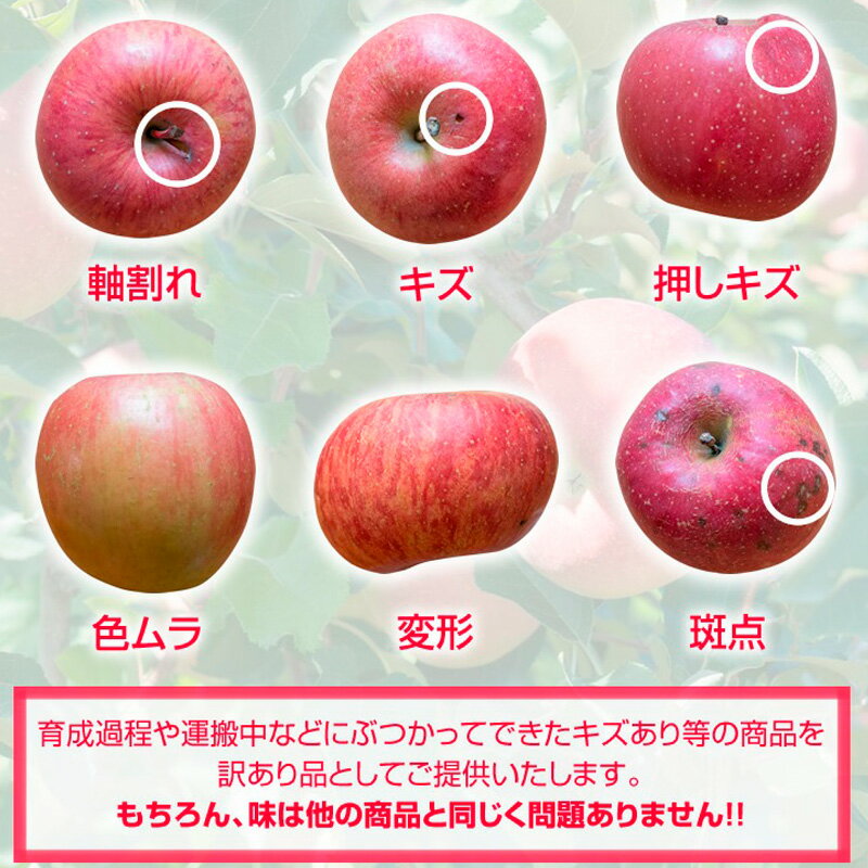 【ふるさと納税】【家庭用】山形のりんご サンふじ 約10kg(20～40個) FY25-830 サムネイル2