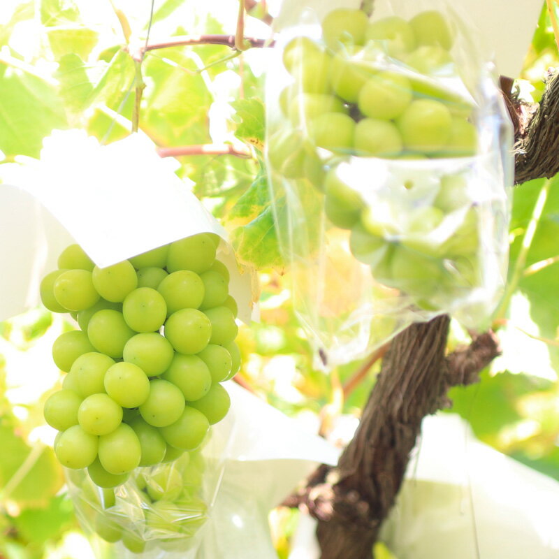 【ふるさと納税】【定期便4回】桃たっぷり便〜ぶどうとりんごも〜 【令和8年産先行予約】FS25-689くだもの 果物 フルーツ 山形 山形県 山形市 お取り寄せ 先行予約 2026年産 サムネイル3