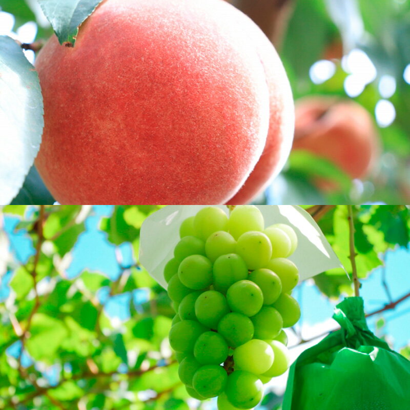 【ふるさと納税】【定期便4回】とれたて旬果 秋冬ベスト4 【令和8年産先行予約】FS25-690くだもの 果物 フルーツ 山形 山形県 山形市 お取り寄せ 先行予約 2026年産 サムネイル2