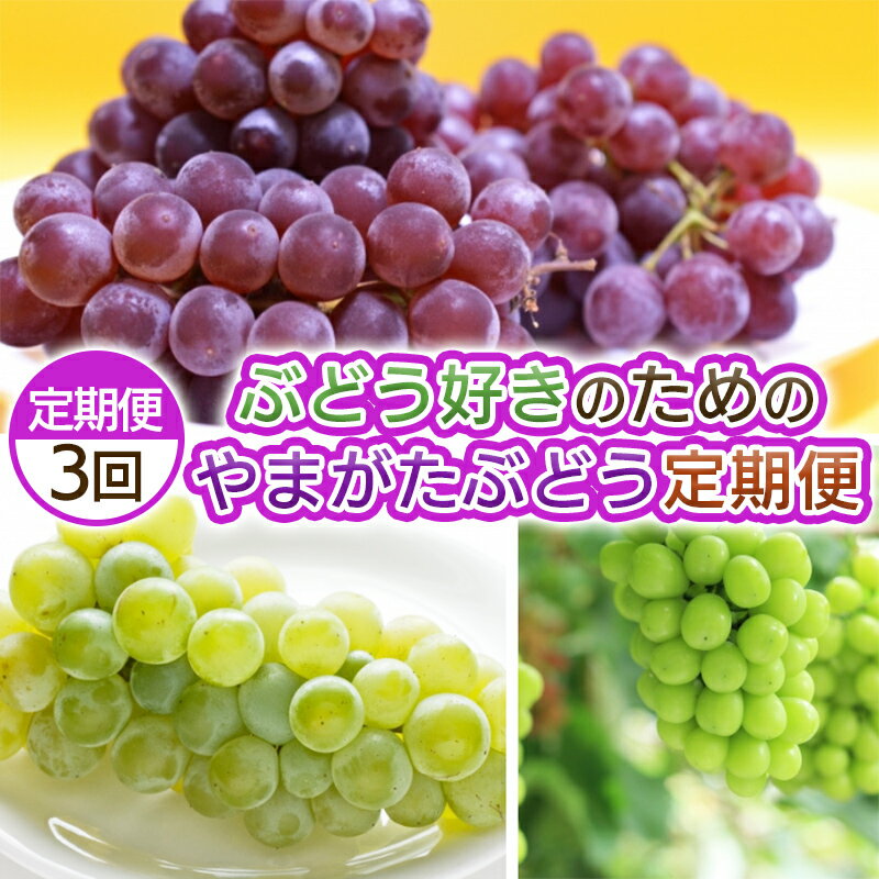 【定期便3回】ぶどう好きのためのやまがたぶどう定期便 【令和8年産先行予約】FS25-693くだもの 果物 フルーツ 山形 山形県 山形市 お取り寄せ 先行予約 2026年産