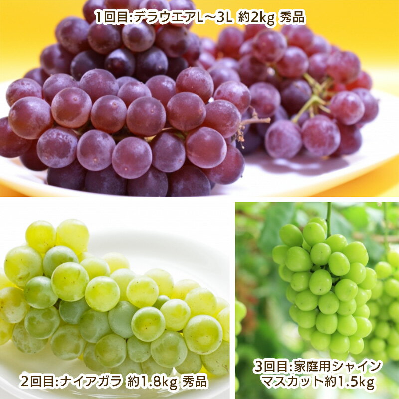 【ふるさと納税】【定期便3回】ぶどう好きのためのやまがたぶどう定期便 【令和8年産先行予約】FS25-693くだもの 果物 フルーツ 山形 山形県 山形市 お取り寄せ 先行予約 2026年産 サムネイル2