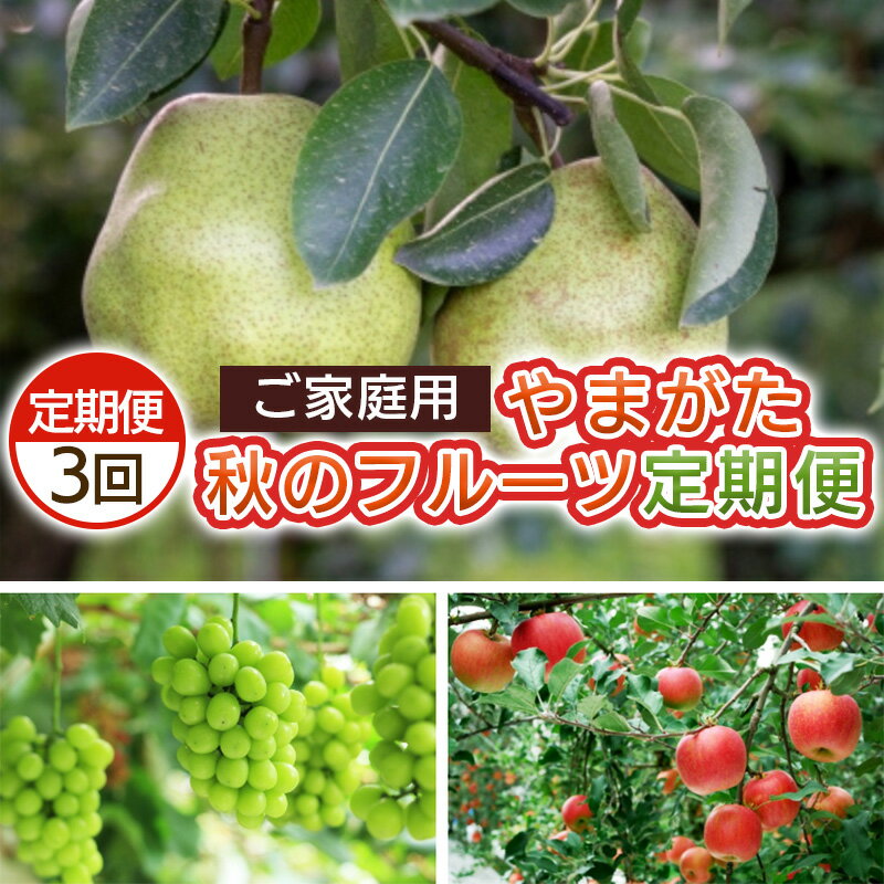 【定期便3回】ご家庭用 やまがた秋のフルーツ定期便 【令和8年産先行予約】FS25-695くだもの 果物 フルーツ 山形 山形県 山形市 お取り寄せ 先行予約 2026年産