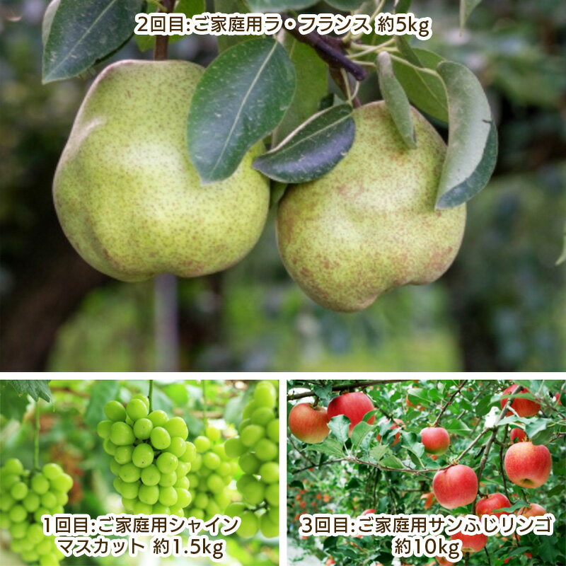 【ふるさと納税】【定期便3回】ご家庭用 やまがた秋のフルーツ定期便 【令和8年産先行予約】FS25-695くだもの 果物 フルーツ 山形 山形県 山形市 お取り寄せ 先行予約 2026年産 サムネイル2