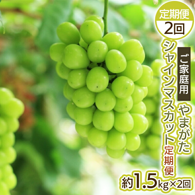 【定期便2回】ご家庭用 やまがた シャインマスカット 優品 約1.5kg×2回 【令和8年産先行予約】FS25-699くだもの 果物 フルーツ 山形 山形県 山形市 お取り寄せ 先行予約 2026年産
