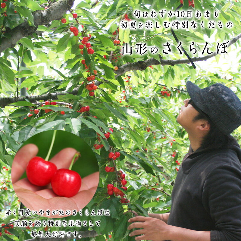 【ふるさと納税】【ギフト箱】本場 山形産 さくらんぼ 紅秀峰 500g 【令和8年産先行予約】 FS25-586 くだもの 果物 フルーツ 山形 山形県 山形市 お取り寄せ 2026年産 サムネイル2