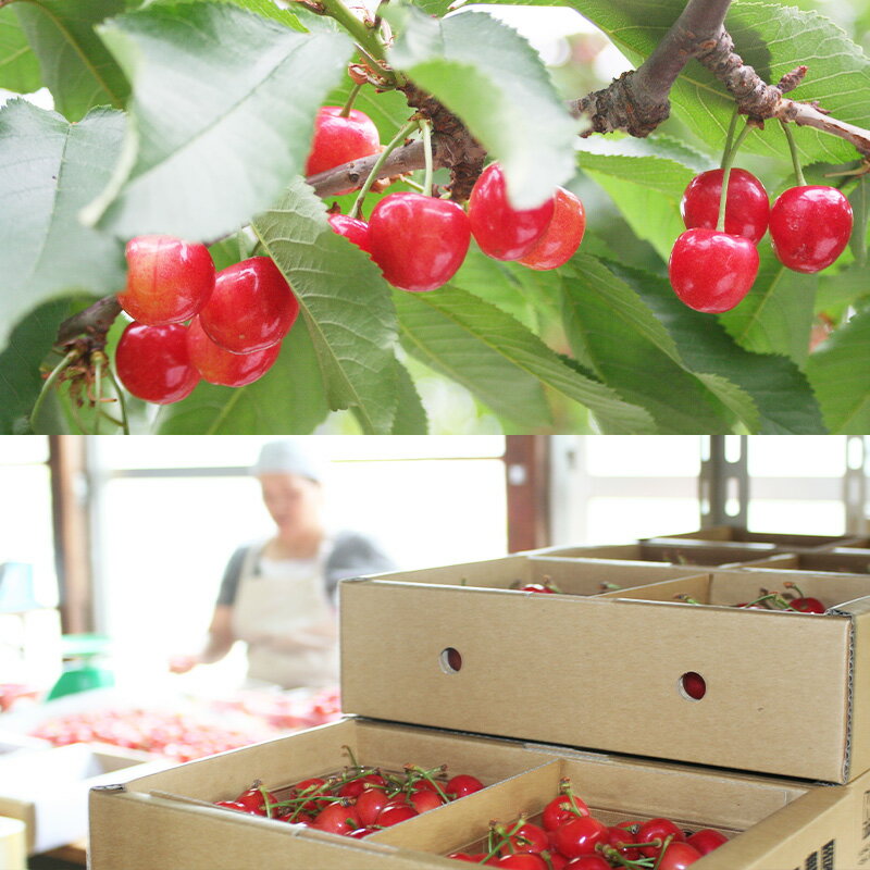 【ふるさと納税】山形産 さくらんぼ 佐藤錦 1kg Lサイズ バラ詰め 【令和8年産先行予約】FS25-704くだもの 果物 フルーツ 山形 山形県 山形市 お取り寄せ 先行予約 2026年産 サムネイル3