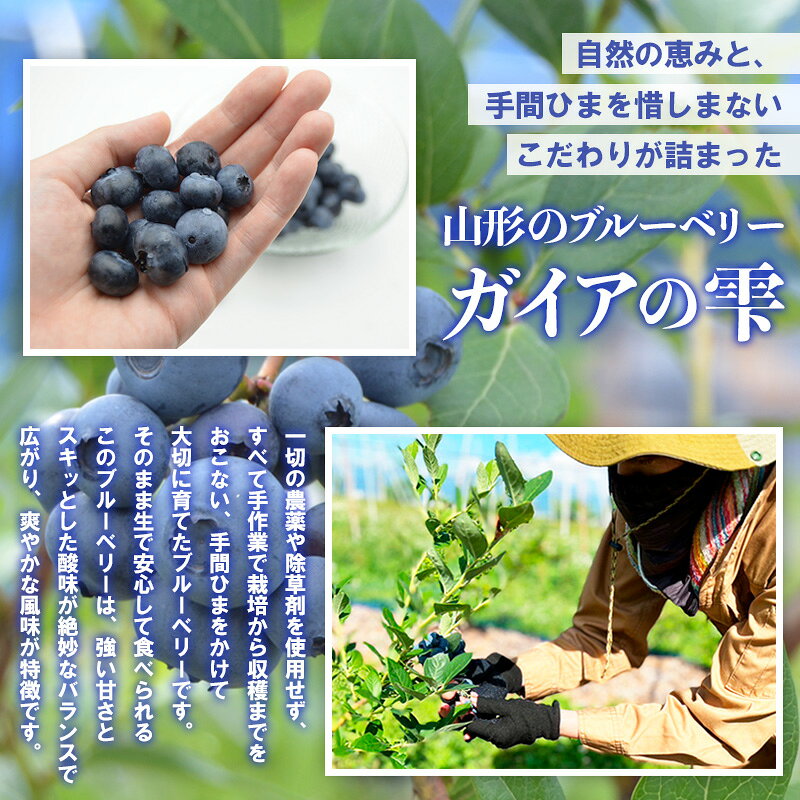 【ふるさと納税】山形の朝摘み生ブルーベリー「ガイアの雫」500g(100g×5パック) 【令和8年産先行予約】FS25-705くだもの 果物 フルーツ 山形 山形県 山形市 お取り寄せ 先行予約 2026年産 サムネイル2