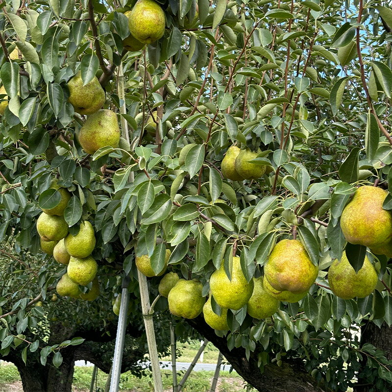 【ふるさと納税】山形のラ・フランス大玉 10kg(20～28玉) 後半 FY25-112 サムネイル2