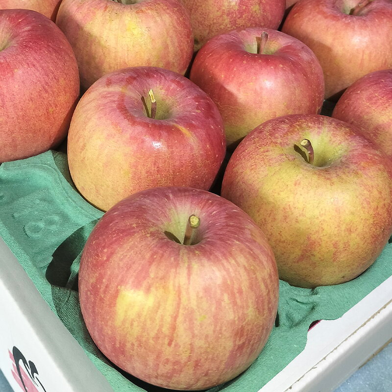 【ふるさと納税】【ご家庭用】サンふじリンゴ 5kg (12～20玉) FY25-359 サムネイル3