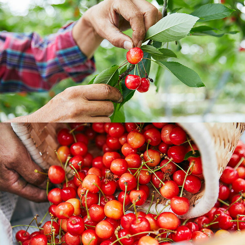 【ふるさと納税】【定期便3回】選べる 内容量 山形の産直所で人気ベスト3の定期便 FZ25-948 くだもの 果物 フルーツ 山形 山形県 山形市 お取り寄せ サムネイル3