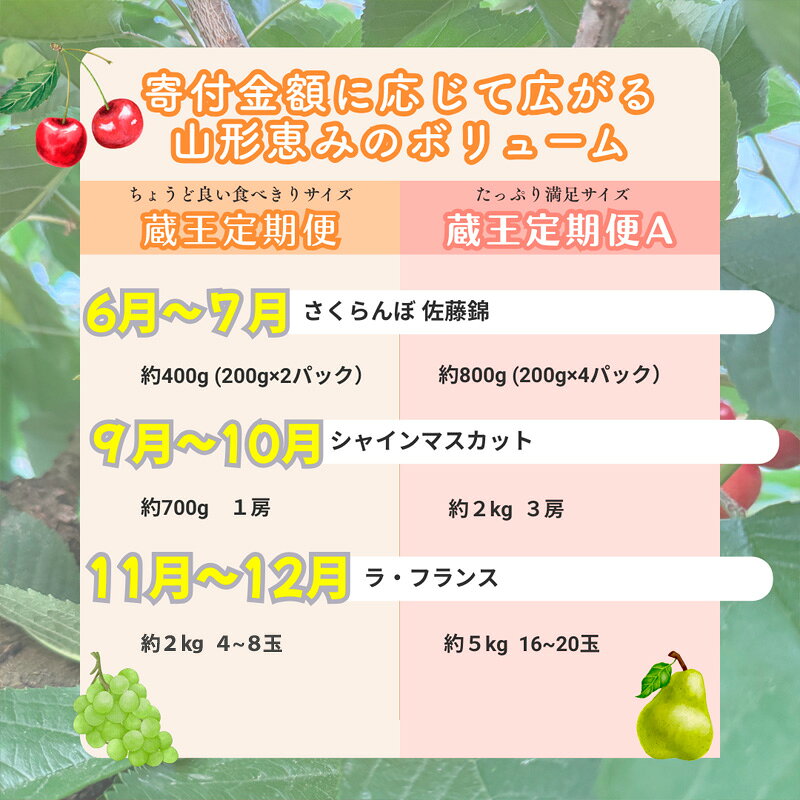 【ふるさと納税】【定期便3回】やまがた フルーツ定期便 ”蔵王” 山形名物フルーツ [佐藤錦・シャインマスカット・ラ・フランス] fz24-528 fy25-343 食べきりサイズ 増量サイズ くだもの 果物 フルーツ 山形 山形県 山形市 お取り寄せ サムネイル2