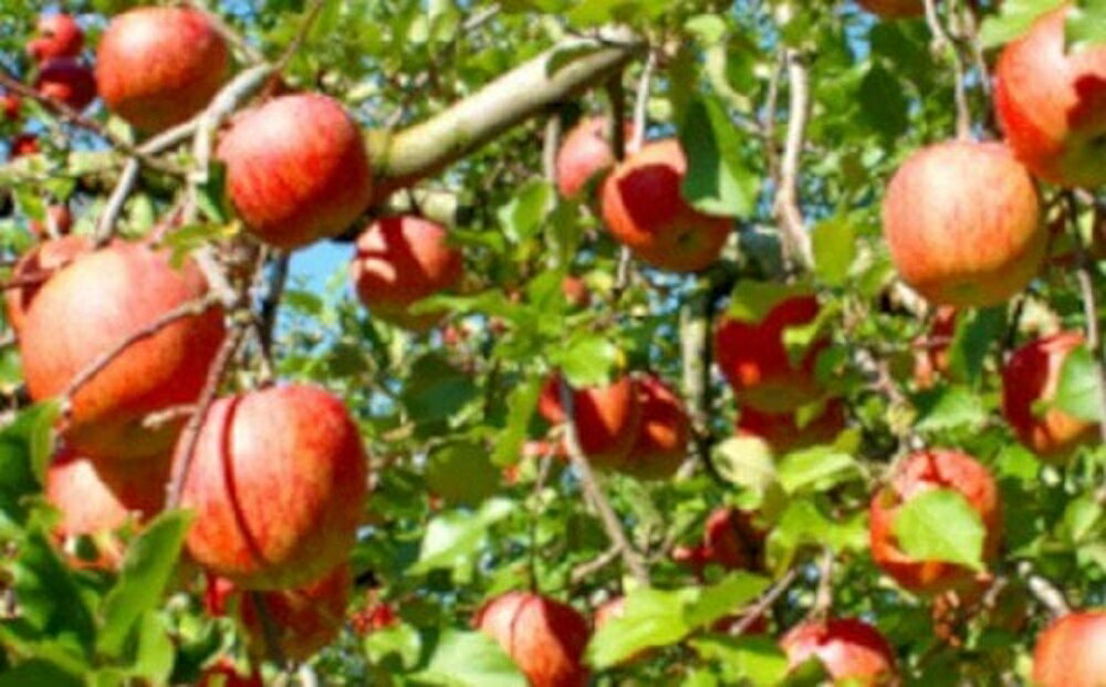 【ふるさと納税】【令和7年産】りんご ふじ 3kg 7〜12玉【12月上旬〜お届け】2025年産 りんご リンゴ 林檎 ふじ 3kg 7～12玉 産地直送 直送 農家直送 フルーツ 山形県 米沢市 サムネイル3