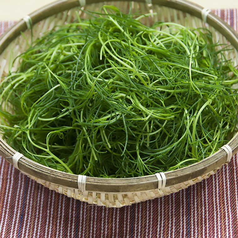 【ふるさと納税】【先行予約】 令和8年産 春の山菜セット おかひじき 500g 山菜 1箱 ( うるい わらび みず ふき タラの芽 など 4種類 ) 2026年4月下旬～5月下旬頃 お届け予定 - 画像2