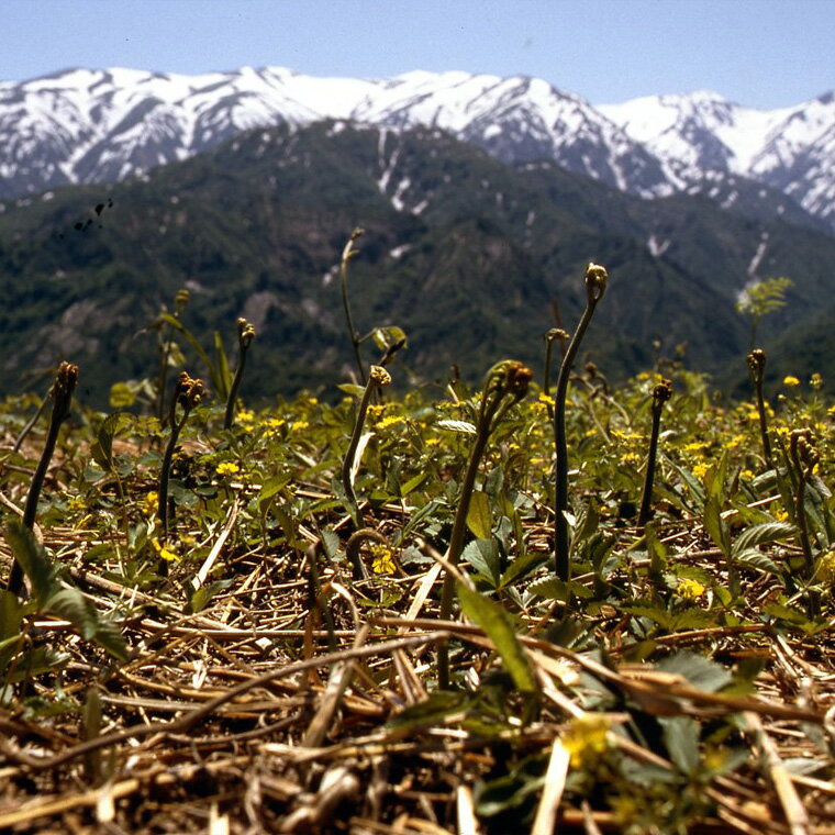 【ふるさと納税】【先行予約】 令和8年産 春の山菜セット おかひじき 500g 山菜 1箱 ( うるい わらび みず ふき タラの芽 など 4種類 ) 2026年4月下旬～5月下旬頃 お届け予定 - 画像3