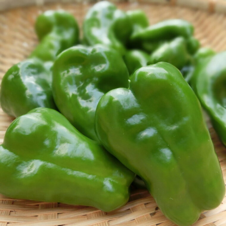 【ふるさと納税】【先行予約】 令和8年産 トウモロコシと夏野菜セット セブンティーントウモロコシ ピーマン 長茄子 キュウリ 枝豆 2026年8月上旬～下旬頃 お届け予定 - 画像3