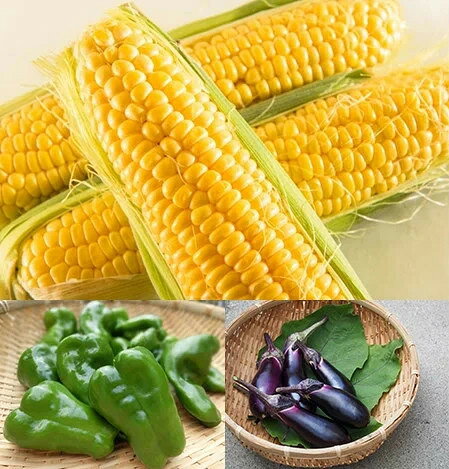 【ふるさと納税】【先行予約】 定期便 全5回 配送 令和8年産 季節めぐりセット 野菜の定期便 山菜 夏野菜 芋煮 寒中野菜 漬物 - 画像3