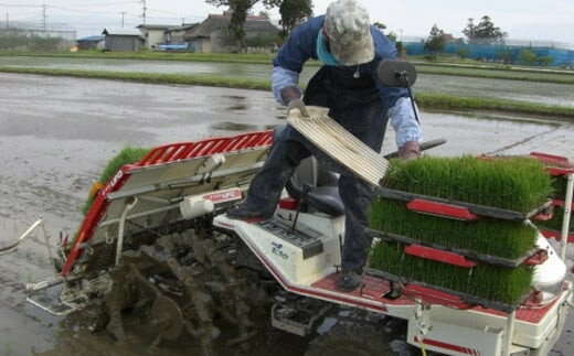 【ふるさと納税】【定期便】 令和7年産 特別栽培米 つや姫 5kg 選べる 3ヶ月 6ヶ月 山形県 米沢産 精米 - 画像2