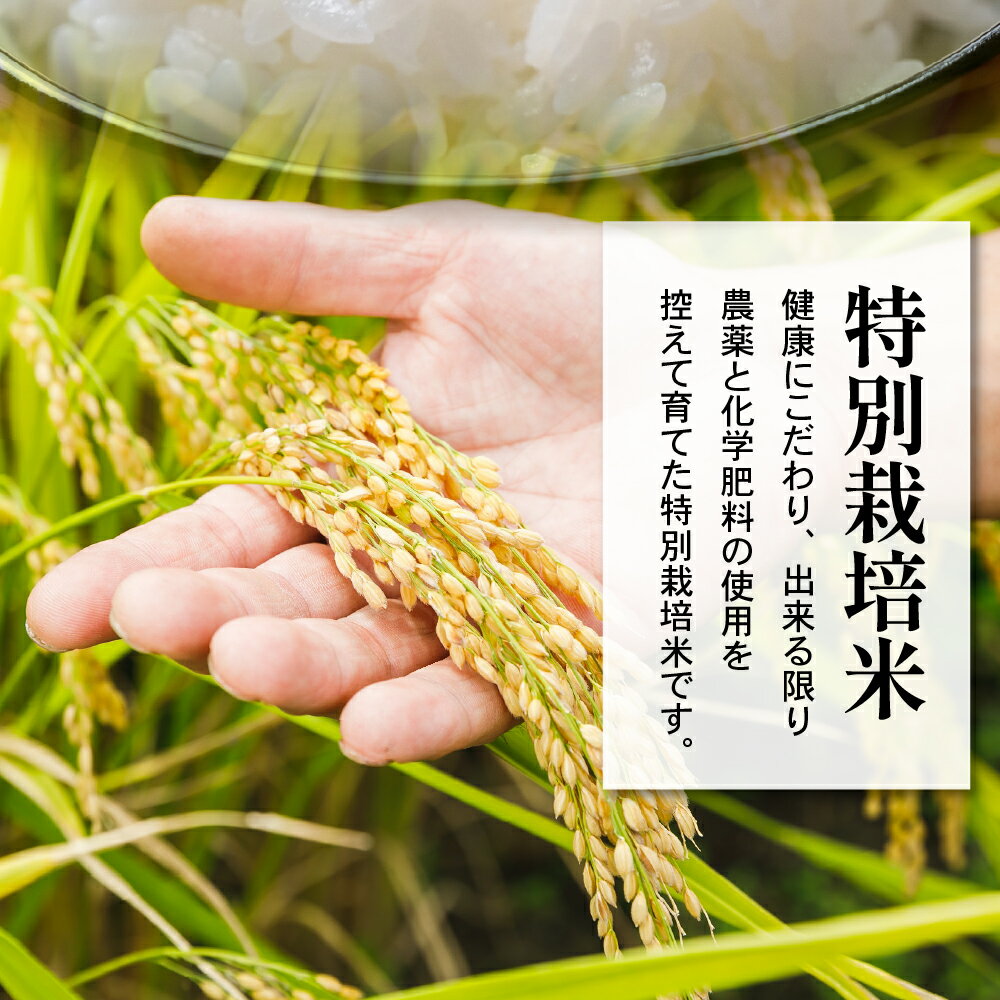 【ふるさと納税】【令和7年産】特別栽培米 つや姫 選べる内容量：6kg (2kg×3袋) / 10kg (5kg×2袋)【2025年10月中下旬頃～順次お届け】2025年産 ブランド米 米沢産 精米 米 お米 白米 産地直送 農家直送 山形県 米沢市 - 画像3