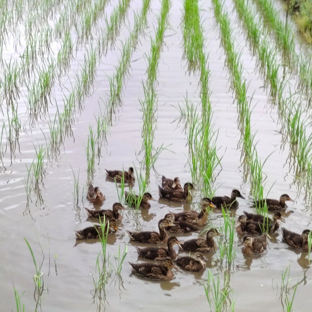 【ふるさと納税】【令和7年産 】有機JAS つや姫 (選べる : 2kg 5kg 10kg / 精米 玄米 ) 白米 米 精米 2025年産 有機肥料100% 有機栽培 特別栽培米 農家直送 ブランド米 山形米 2キロ 5キロ 10キロ お取り寄せ 国産 送料無料 東北 山形県 米沢市 - 画像2