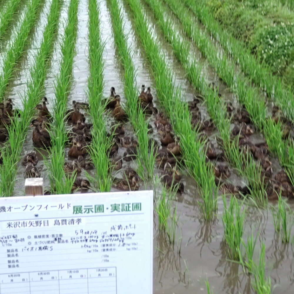 【ふるさと納税】【令和7年産 】有機JAS つや姫 (選べる : 2kg 5kg 10kg / 精米 玄米 ) 白米 米 精米 2025年産 有機肥料100% 有機栽培 特別栽培米 農家直送 ブランド米 山形米 2キロ 5キロ 10キロ お取り寄せ 国産 送料無料 東北 山形県 米沢市 - 画像3