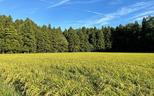 【ふるさと納税】【令和7年産】特別栽培米 夢ごこち ( 選べる内容量 : 5kg 10kg ) 1袋 玄米可 農家直送 2025年産 米 お米 白米 ブランド米 ご飯 ごはん ライス お取り寄せグルメ 常温配送 送料無料 山形県 米沢市 - 画像3