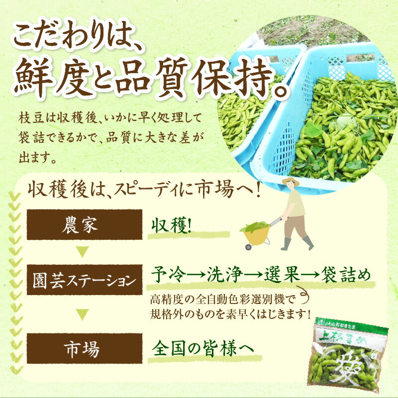 【ふるさと納税】【先行予約】 令和8年産 枝豆 上杉まめ 250g × 8袋 計2kg 1箱 品種 おまかせ 2026年8月上旬～下旬頃 お届け予定 山形県 米沢市 - 画像3