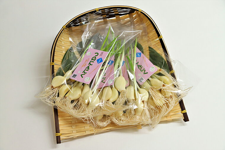 【ふるさと納税】つのにんにく 詰合せ 1袋 10本入り ( 選べる 40本 70本 ) 水耕栽培にんにく 発芽にんにく 国産 野菜 天ぷら 素揚げ 贈答 ギフト 産地直送 送料無料 お試し 山形県 米沢市 - 画像2