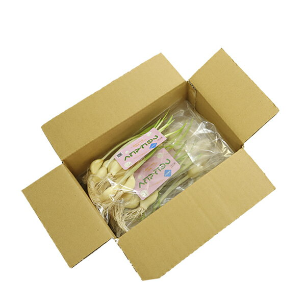 【ふるさと納税】つのにんにく 詰合せ 1袋 10本入り ( 選べる 40本 70本 ) 水耕栽培にんにく 発芽にんにく 国産 野菜 天ぷら 素揚げ 贈答 ギフト 産地直送 送料無料 お試し 山形県 米沢市 - 画像3