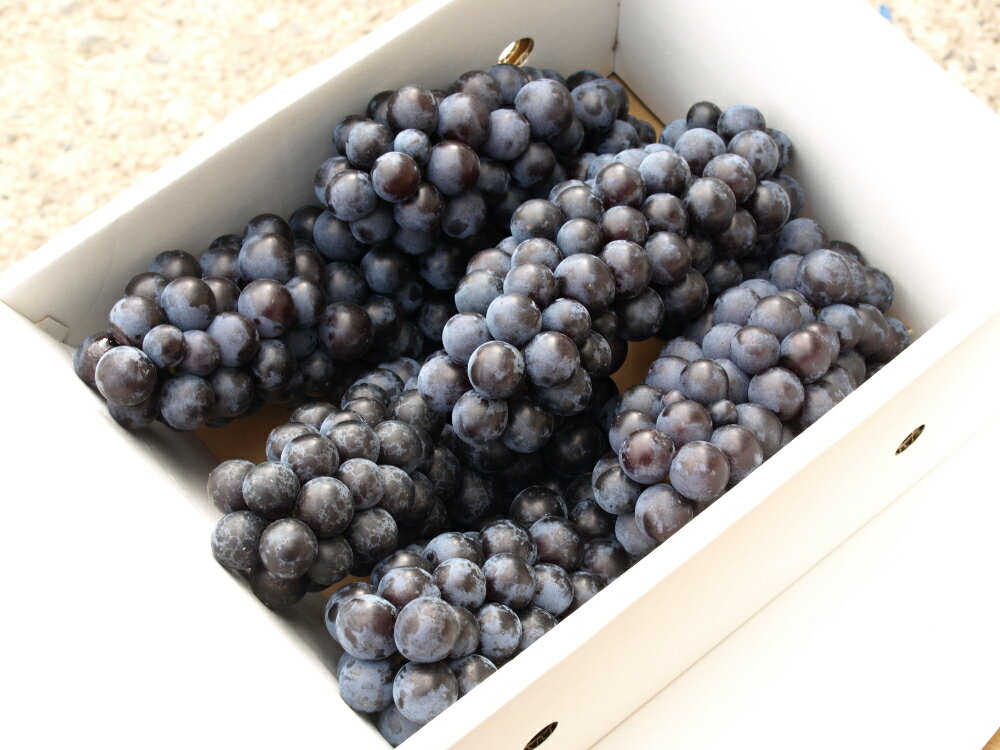 【ふるさと納税】【先行予約】【数量限定】【令和8年産】ぶどう スチューベン ( 種あり ) 2kg ( 5～6房 ) 2026年9月25日～10月31日頃お届け予定 サムネイル2