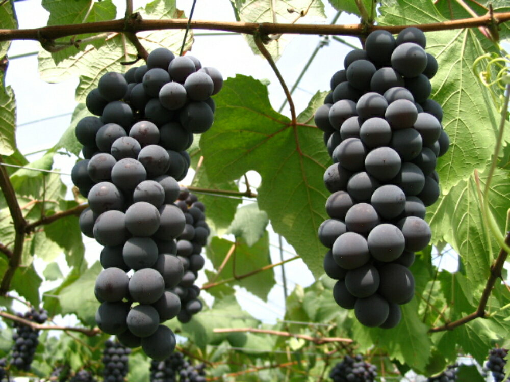 【ふるさと納税】【先行予約】【数量限定】【令和8年産】ぶどう スチューベン ( 種あり ) 2kg ( 5～6房 ) 2026年9月25日～10月31日頃お届け予定 サムネイル3