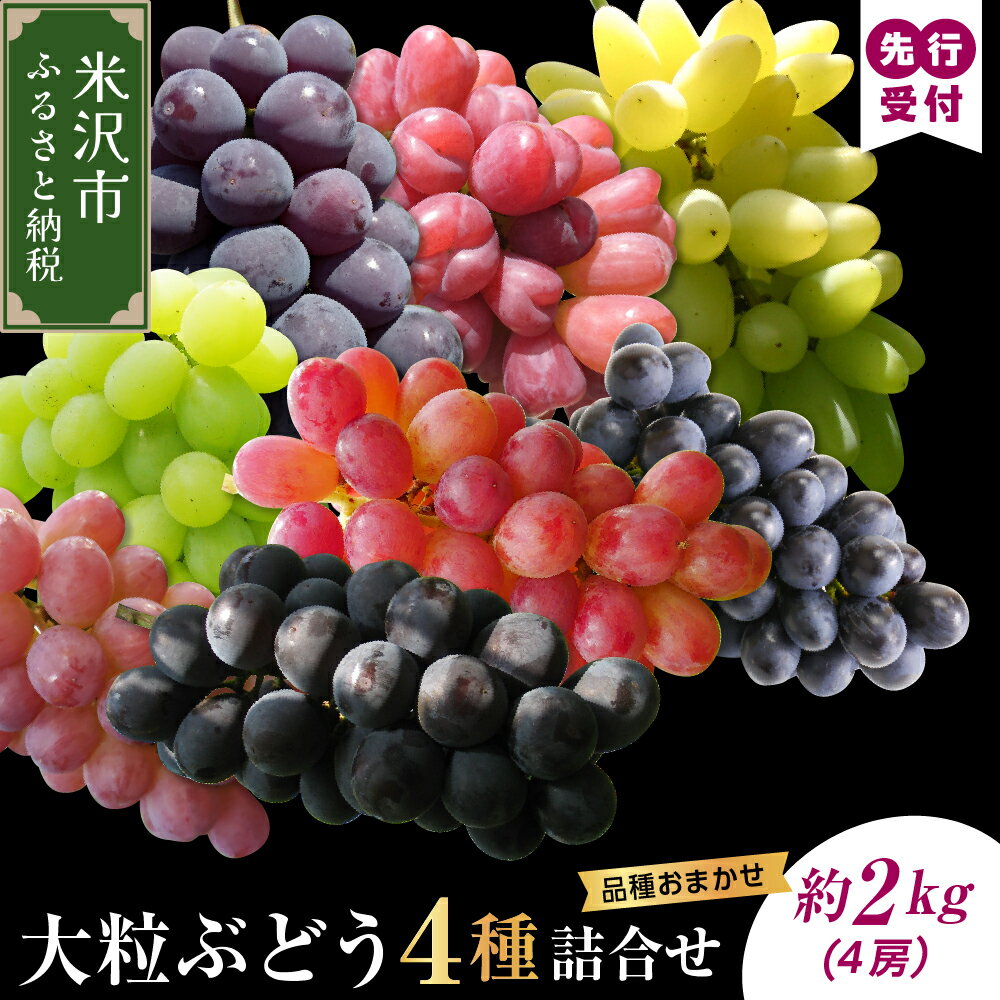 【先行予約】【数量限定】【令和8年産】大粒 ぶどう 詰合せ 4種類 2.5kg 4房 品種おまかせ 2026年9月15日～9月30日頃お届け予定
