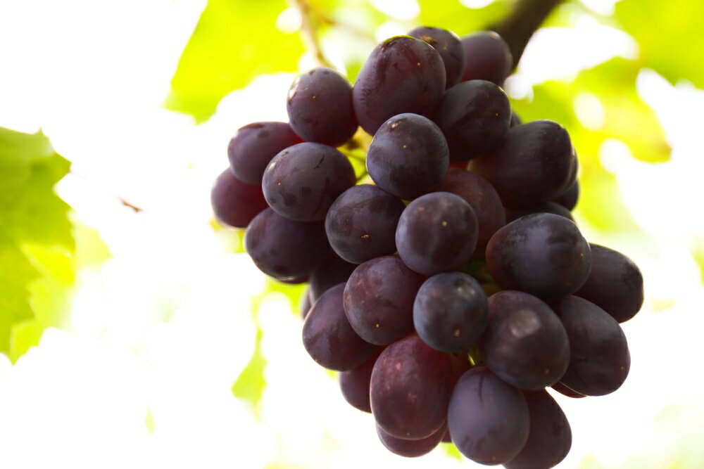 【ふるさと納税】【先行予約】【数量限定】【令和8年産】大粒 ぶどう 詰合せ 4種類 2.5kg 4房 品種おまかせ 2026年9月15日～9月30日頃お届け予定 サムネイル2