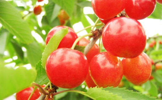 【ふるさと納税】【先行予約】【数量限定】【令和8年産】さくらんぼ 佐藤錦 300g 平箱 手詰め 秀L以上 2026年6月中旬～下旬頃お届け予定 サムネイル3