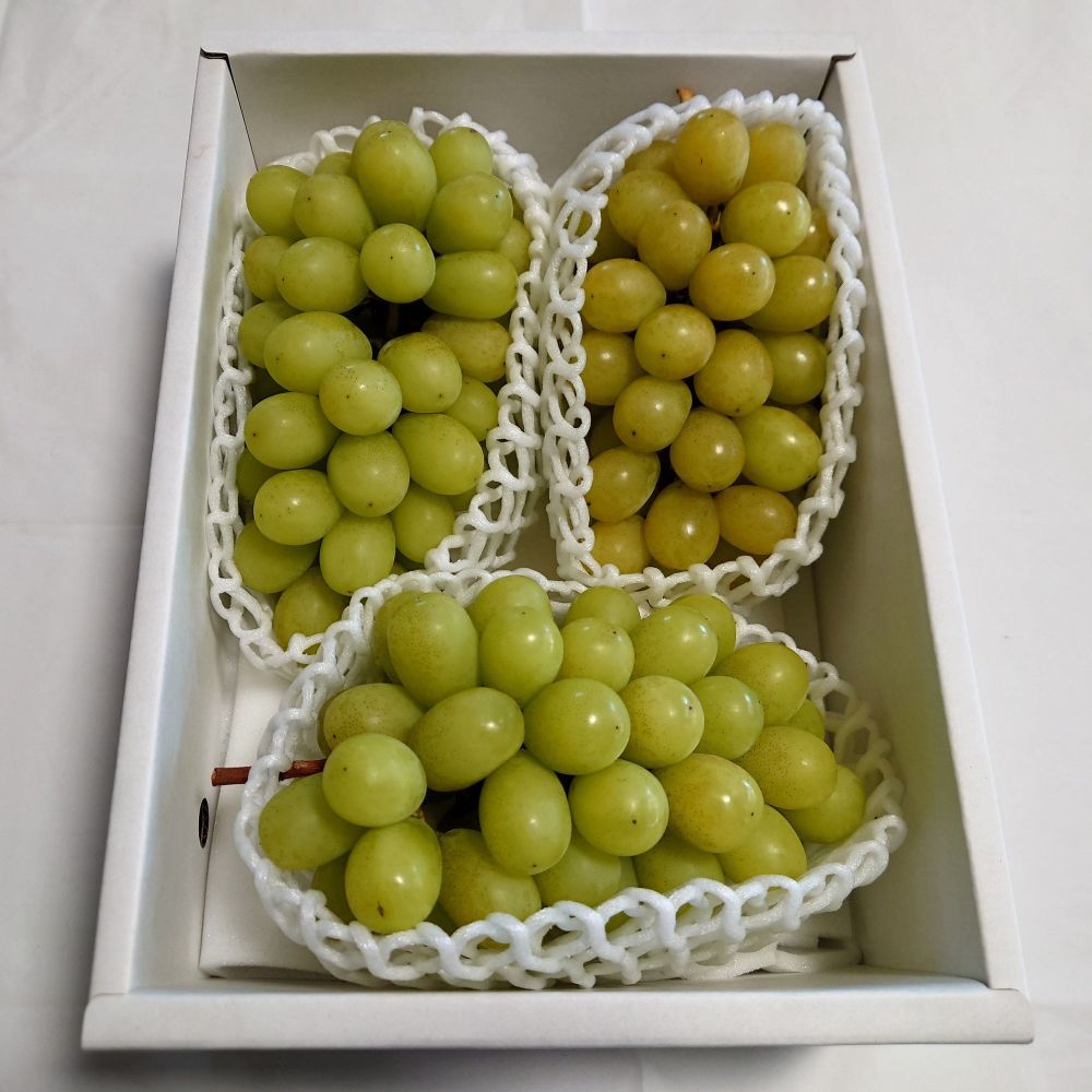 【ふるさと納税】【先行予約】【数量限定】【令和8年産】ぶどう 家庭用 訳あり シャインマスカット 1.8kg 2026年9月中旬 ～ お届け 〕 2025年産9月15日～9月30日頃お届け予定 サムネイル2