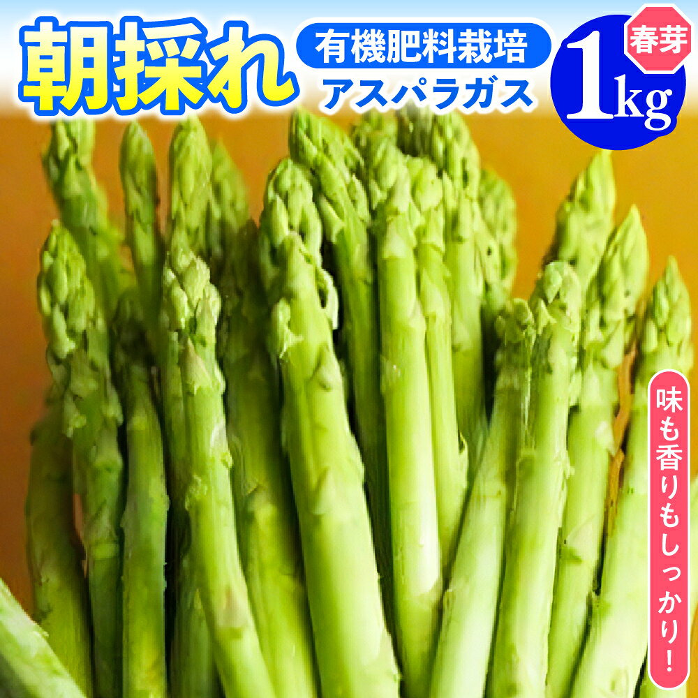 【先行予約 令和8年産】アスパラガス 1kg 1箱 春芽 5月中旬～6月中旬頃発送 朝採り 有機肥料栽培 採りたて 新鮮 農家直送 アスパラ あすぱら 野菜 春野菜 甘い お取り寄せ 山形県 米沢市 産地直送 春 旬 今が旬 山形県 米沢市