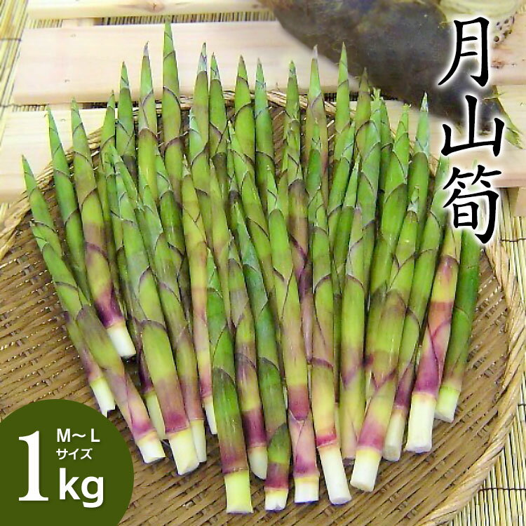 【令和8年産先行予約】月山筍 1kg（M〜Lサイズ） 地元鶴岡の春の定番食材 K-830 | たけのこ 竹の子