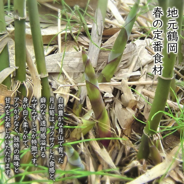 【ふるさと納税】【令和8年産先行予約】月山筍 1kg（M〜Lサイズ） 地元鶴岡の春の定番食材 K-830 | たけのこ 竹の子 - 画像2