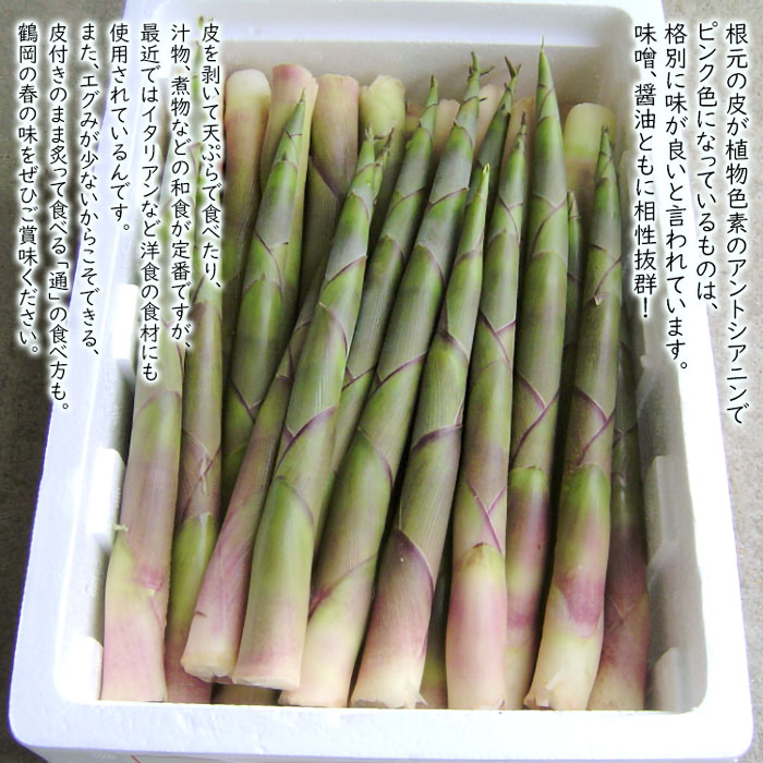 【ふるさと納税】【令和8年産先行予約】月山筍 1kg（M〜Lサイズ） 地元鶴岡の春の定番食材 K-830 | たけのこ 竹の子 - 画像3