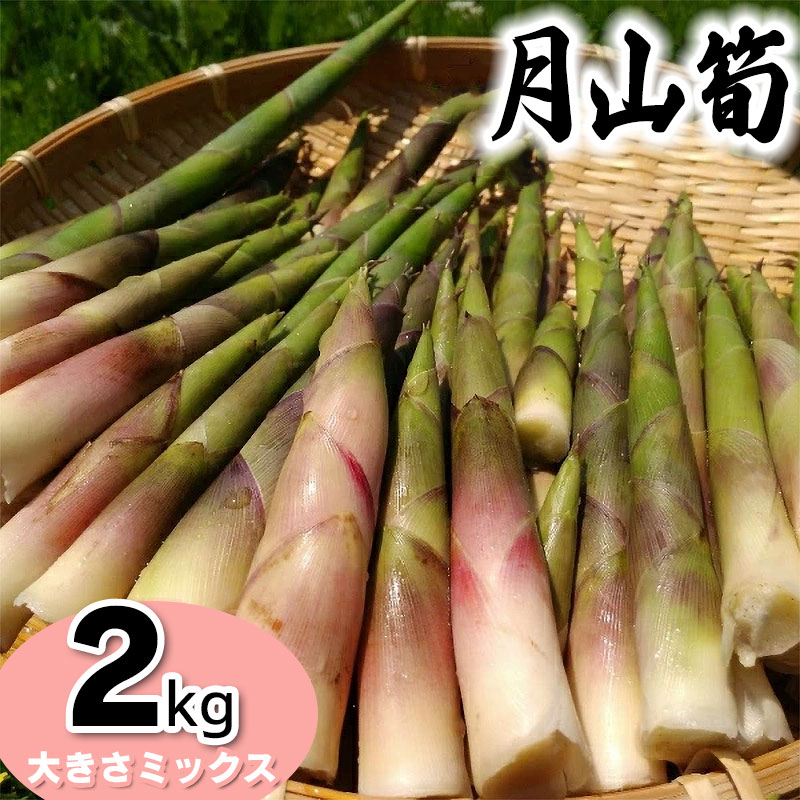 【令和8年産先行予約】月山筍(ネマガリダケ) サイズミックス 2kg　発送時期：5月上旬〜6月上旬頃　がっさん たけのこ
