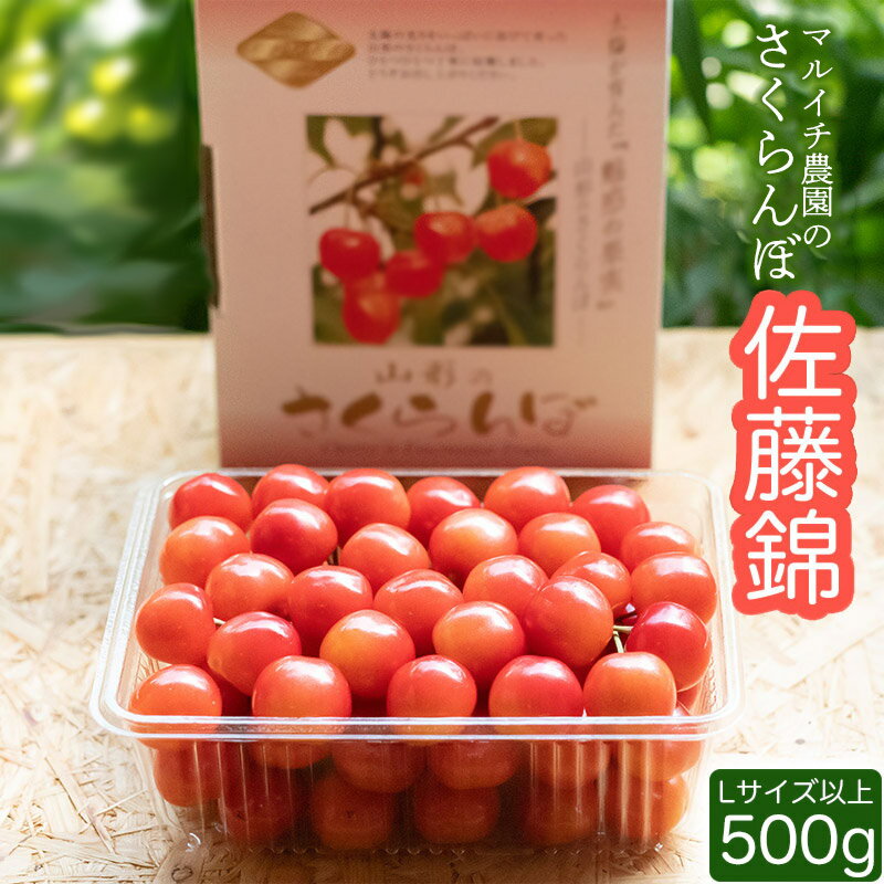 【令和8年産先行予約】さくらんぼ 佐藤錦 Lサイズ以上 500g　マルイチ農園 | サクランボ 桜桃 山形県 鶴岡市 返礼品 フルーツ 果物 くだもの お取り寄せ グルメ 特産品 名産品 お土産