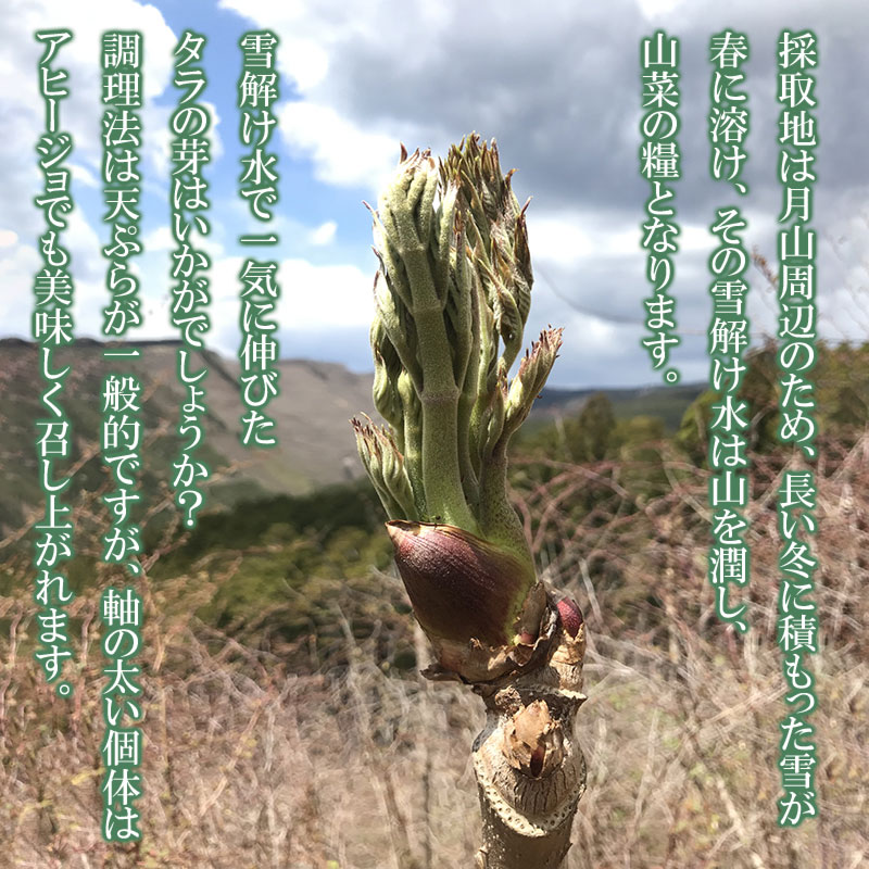 【ふるさと納税】 【令和8年産先行予約】山形県鶴岡市産 たらの芽【500g〜1kg】 サイズ混合 山菜 | 山形県 鶴岡市 返礼品 お取り寄せ ご当地 野菜 たらのめ タラの芽 タラノメ やさい 食品 2026年 - 画像2