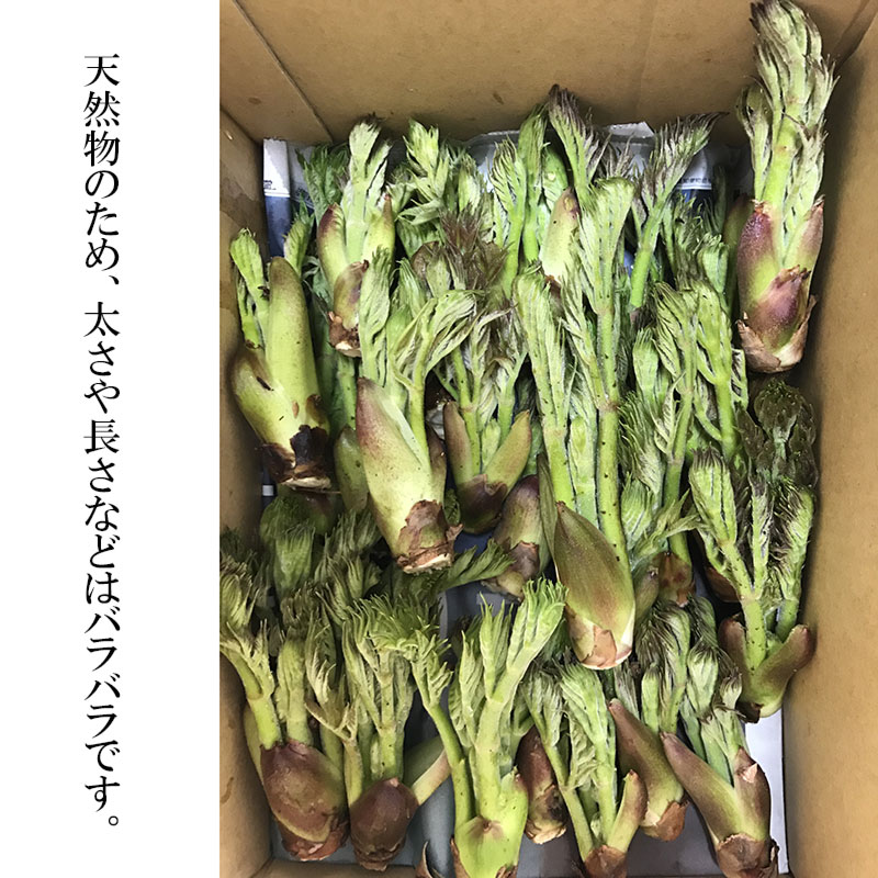 【ふるさと納税】 【令和8年産先行予約】山形県鶴岡市産 たらの芽【500g〜1kg】 サイズ混合 山菜 | 山形県 鶴岡市 返礼品 お取り寄せ ご当地 野菜 たらのめ タラの芽 タラノメ やさい 食品 2026年 - 画像3