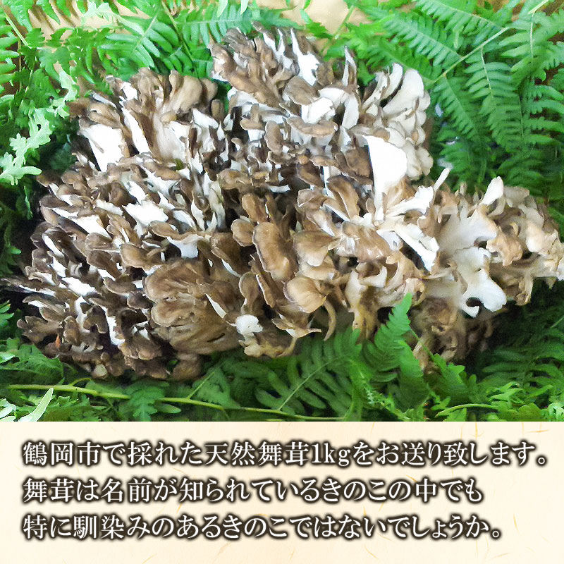 【ふるさと納税】 【令和8年産先行予約】天然舞茸 1kg きのこ まいたけ 発送時期：9月1日〜10月15日頃 | 山形県鶴岡市 山形県 鶴岡市 山形 鶴岡 楽天ふるさと 納税 支援 東北 返礼品 舞茸 マイタケ お取り寄せ ご当地 特産品 取り寄せ 支援品 食品 キノコ 2026年 - 画像2