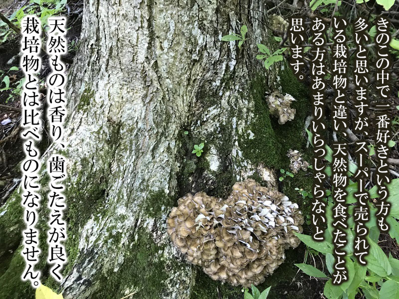 【ふるさと納税】 【令和8年産先行予約】天然舞茸 300g きのこ まいたけ 発送時期：9月1日〜10月15日頃 | 山形県 鶴岡市 楽天ふるさと 納税 山形 支援 返礼品 お取り寄せ 天然 舞茸 マイタケ 取り寄せ 特産品 名産品 支援品 天然きのこ キノコ 食品 食べ物 2026年 - 画像3