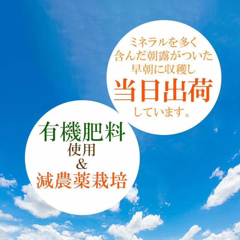 【ふるさと納税】【令和8年産先行予約】 本場 白山産 白山だだちゃ豆 白山(しらやま) 【訳あり】2kg （500g×4袋） 農家 長四郎 枝豆 | 2026年 納税 えだまめ エダマメ おつまみ 山形県 鶴岡市 東北 お取り寄せ 茶豆 酒のつまみ 野菜 酒の肴 - 画像3